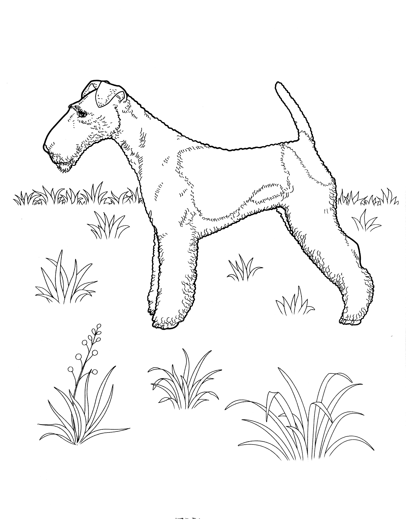 Kolorowanka z Psem Airedale Terier - Kreatywność dla Dzieci kolorowanka do druku